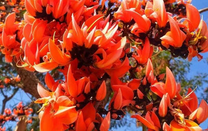 Bees Plant Hub Red Palash (Butea monosperma) All Time Flowering Layered Live Plant