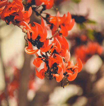 Bees Plant Hub Red Palash (Butea monosperma) All Time Flowering Layered Live Plant