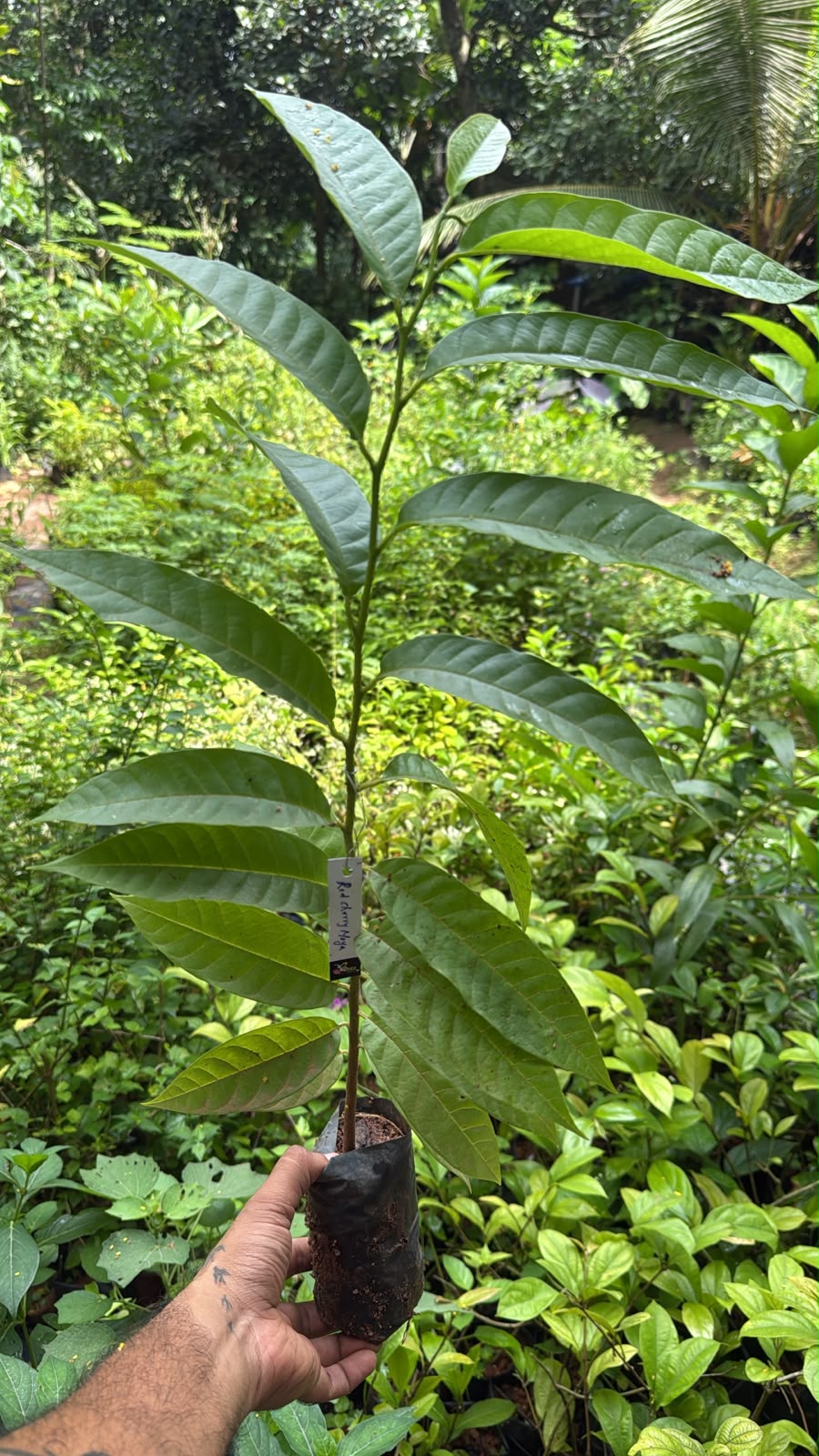 Bees Plant Hub Tropical Red Cherimoya (Annona reticulata) Fruit Live Plant
