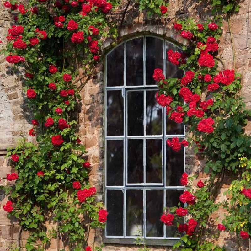 Bees Plant Hub Red Creeper/Climber Rose Live Plant