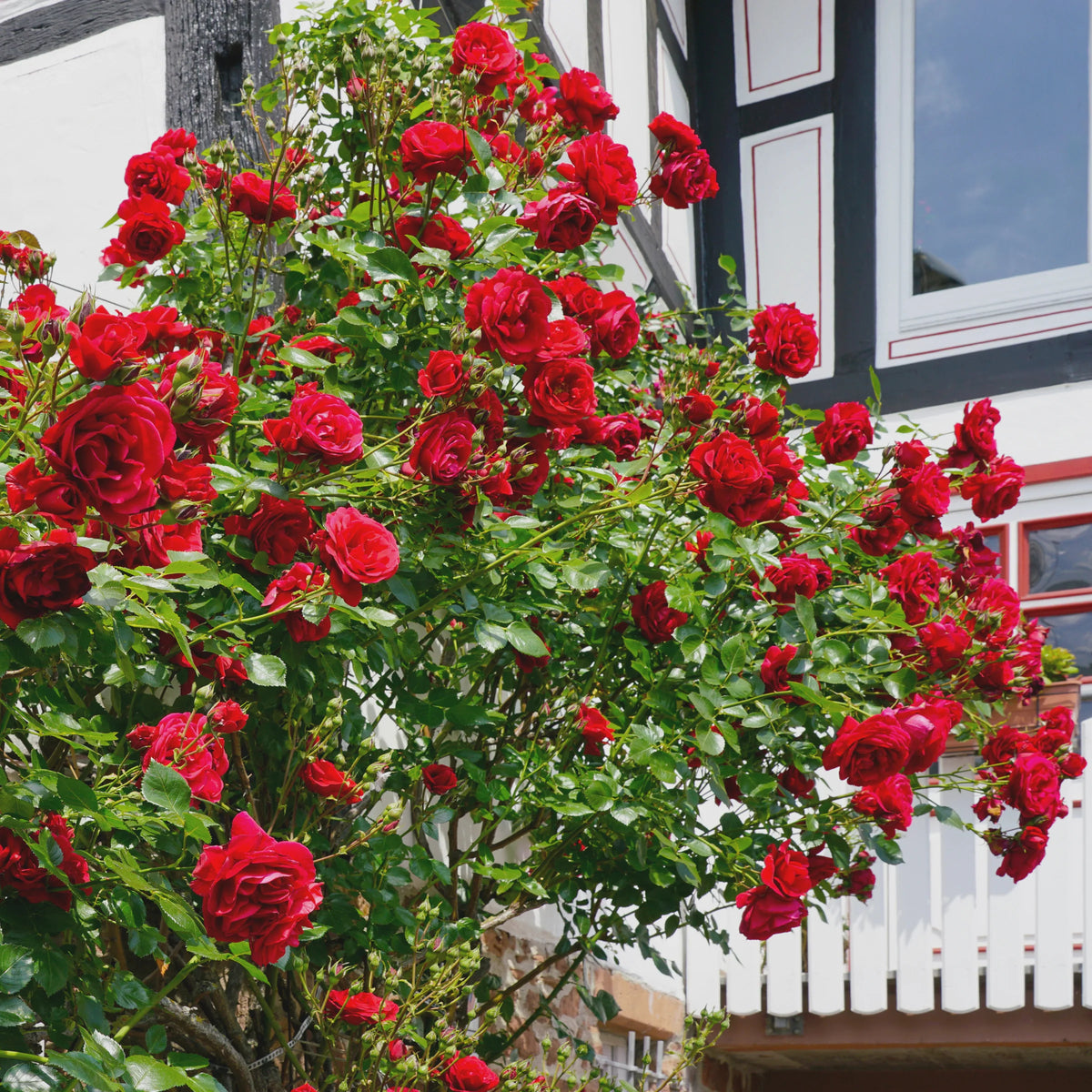 Bees Plant Hub Red Creeper/Climber Rose Live Plant