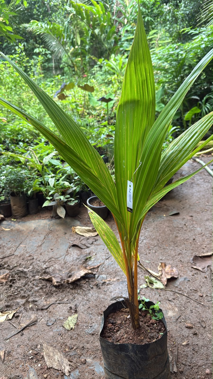Bees Plant Hub Chavakkadan Red Dwarf Coconut Tree Plant (Tender Coconut Plant)