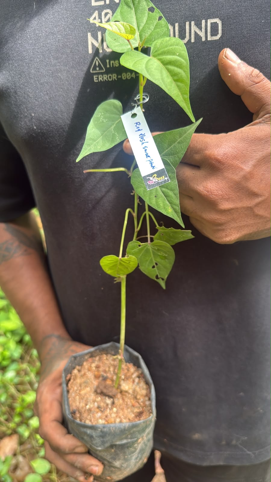 Bees Plant Hub Red Flesh Sweet Potato Vine- Sakkaravalli Kilangu Rare Live Plant