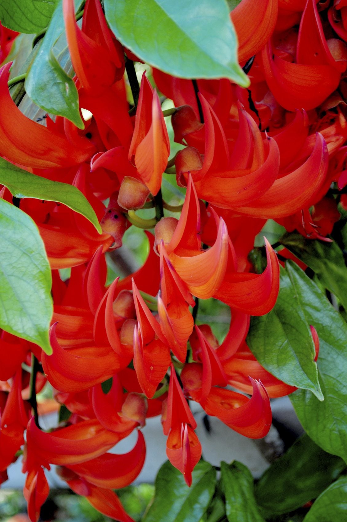 Bees Plant Hub Red Jade Vine (Mucuna Bennettii) Layered Live Plant