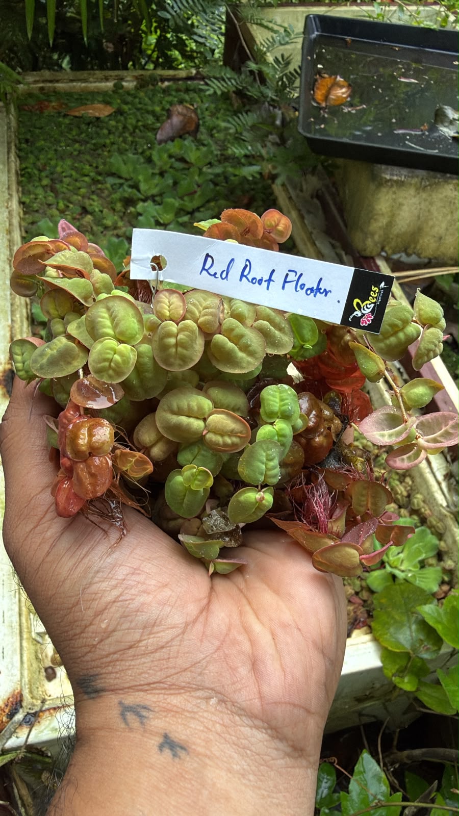 Bees Plant Hub Red Root Floater (Phyllanthus fluitans) Live Plant