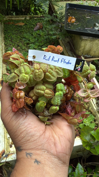 Bees Plant Hub Red Root Floater (Phyllanthus fluitans) Live Plant