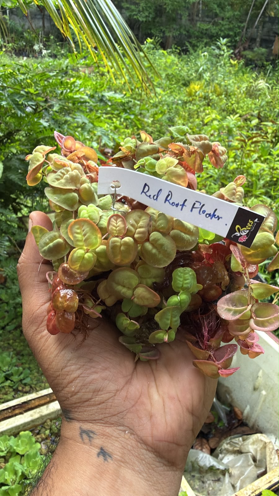 Bees Plant Hub Red Root Floater (Phyllanthus fluitans) Live Plant