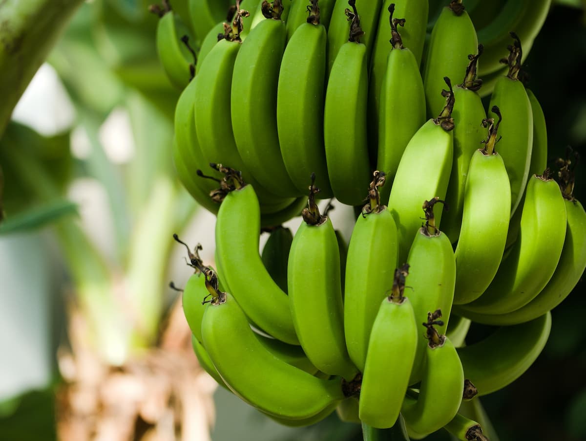 Robusta Banana (Morris) Live Plant