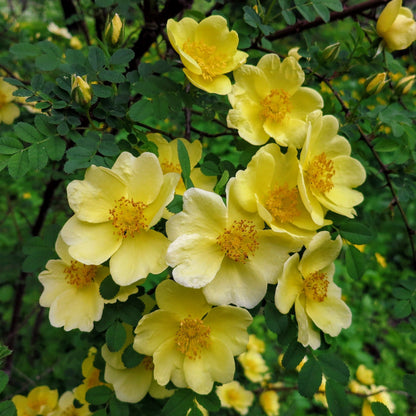 Rosa Hugonis Flowering Grafted Live Plant with Flower