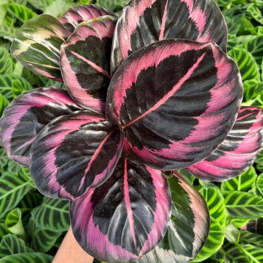 Bees Plant Hub Rose Painted Calathea / Black Rose (Calathea roseopicta) Live Plant