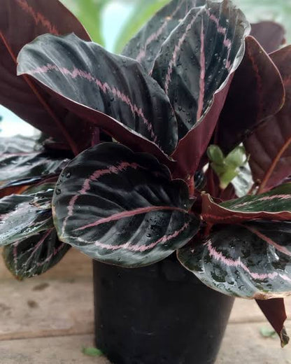 Bees Plant Hub Rose Painted Calathea / Black Rose (Calathea roseopicta) Live Plant
