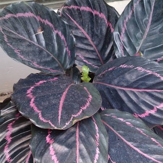 Bees Plant Hub Rose Painted Calathea / Black Rose (Calathea roseopicta) Live Plant