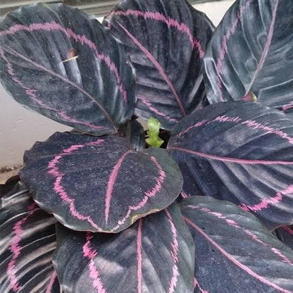 Bees Plant Hub Rose Painted Calathea / Black Rose (Calathea roseopicta) Live Plant
