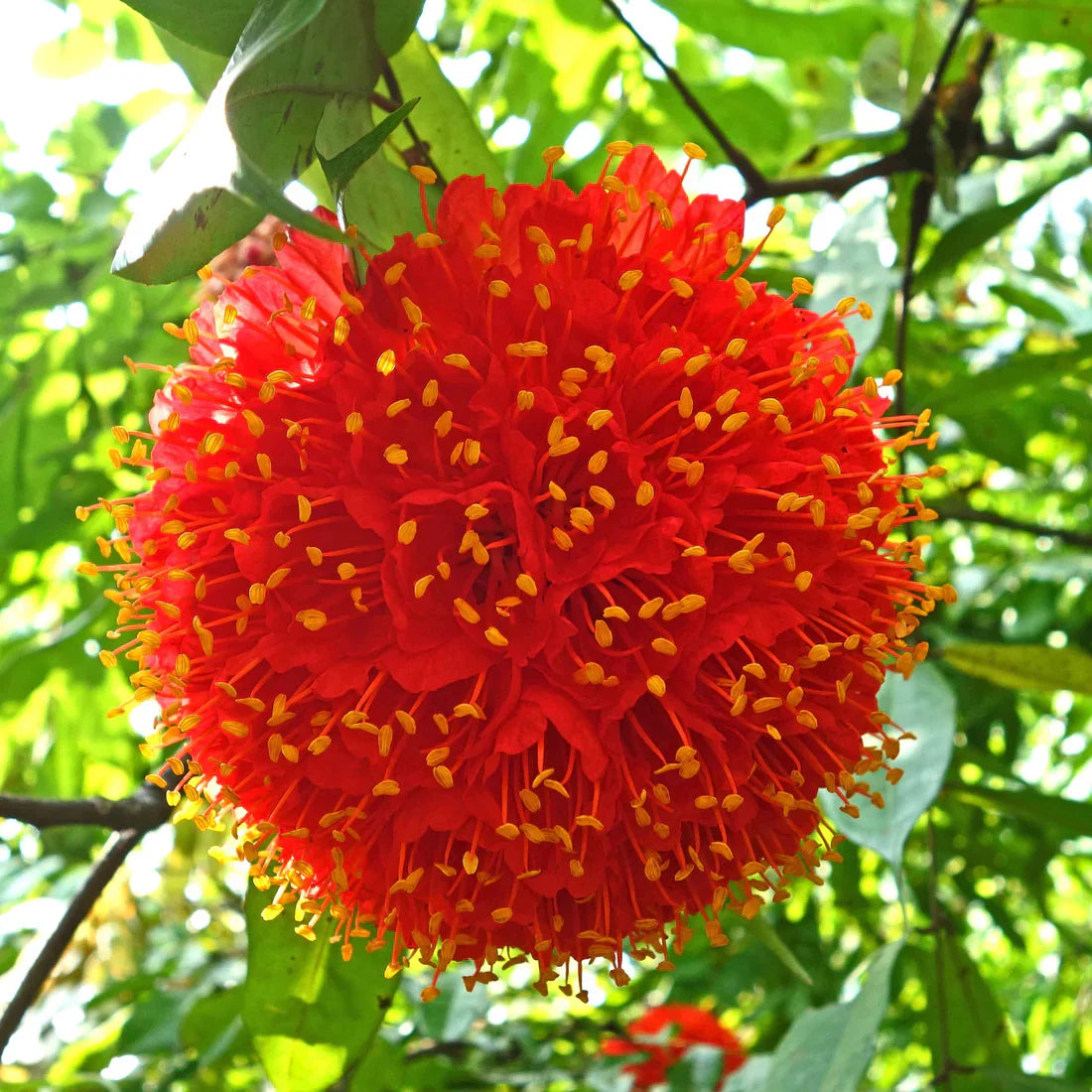 Bees Plant Hub Rose of Venezuela Layered Live Flowering Plant (Brownea)