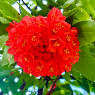 Bees Plant Hub Rose of Venezuela Layered Live Flowering Plant (Brownea)