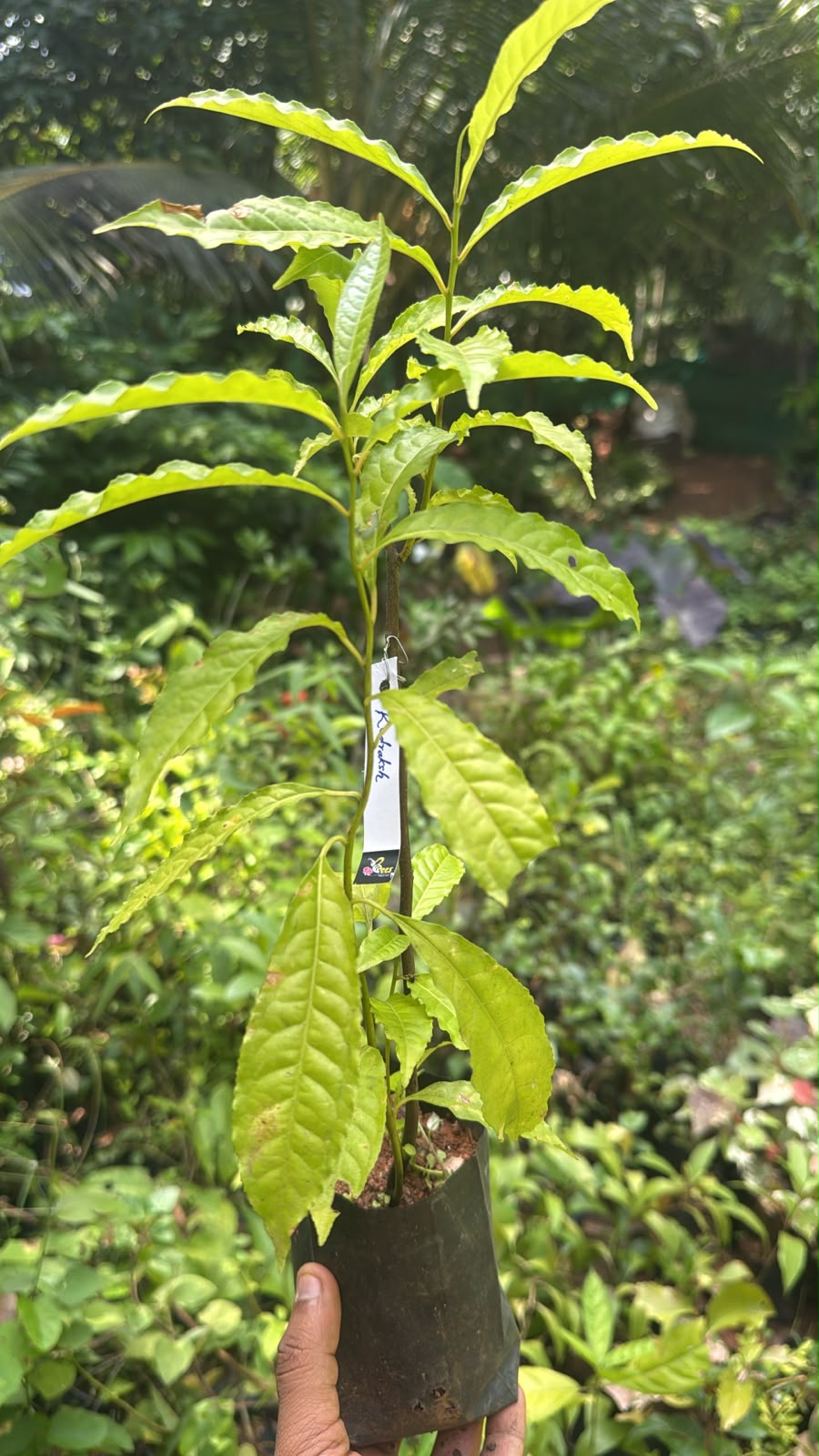 Bees Plant Hub Rudraksh Layered Live Plant