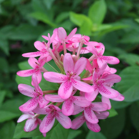 Bees Plant Hub Ruspolia Pink All Time Flowering Live Plant