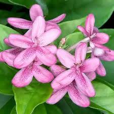 Bees Plant Hub Ruspolia Pink All Time Flowering Live Plant