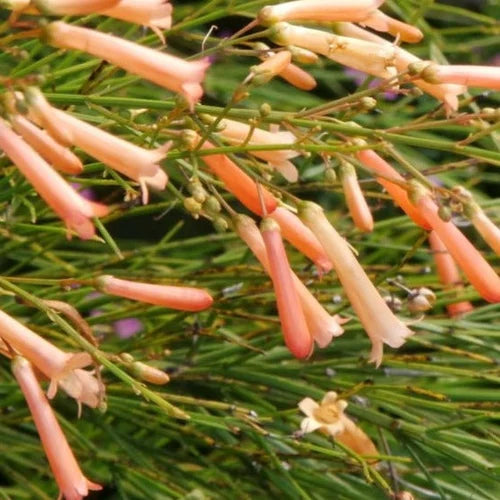Bees Plant Hub Russelia Tangerine Falls - Firecracker Flowering Live Plant
