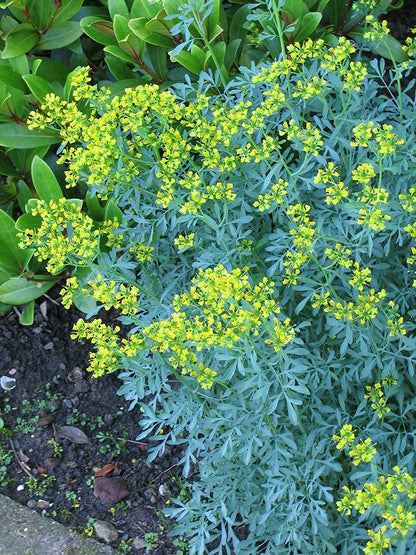 Bees Plant Hub Ruta Graveolens (Herb of Grace) Herbal Ornamental Live Plant