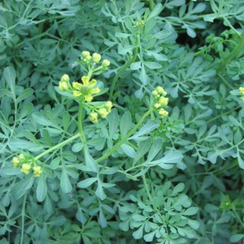 Bees Plant Hub Ruta Graveolens (Herb of Grace) Herbal Ornamental Live Plant