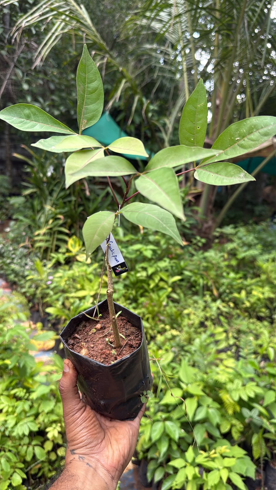 Bees Plant Hub Sacred Garlic Pear (Crateva religiosa) Rare Flowering Live Plant