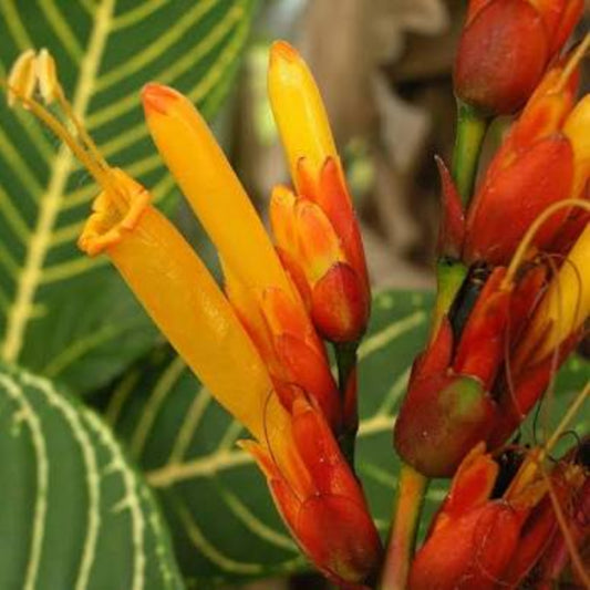 Bees Plant Hub Sanchezia Speciosa Rare All Time Flowering Live Plant