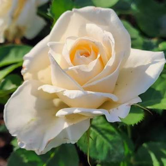 Bees Plant Hub Sandal Grafted Rose Live Plant