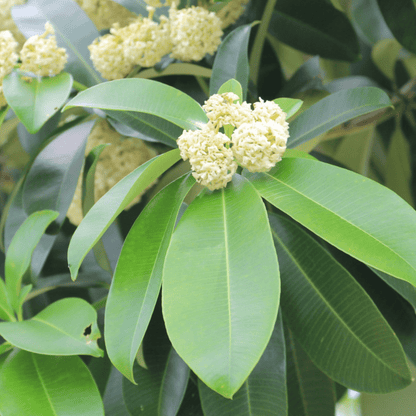 Saptaparni (Alstonia scholaris) Highly Fragrant Flowering Live Plant
