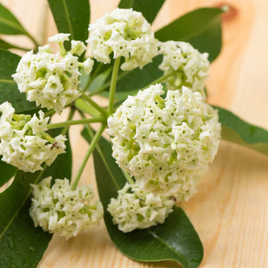 Bees Plant Hub Saptaparni (Alstonia scholaris) Highly Fragrant Flowering Live Plant