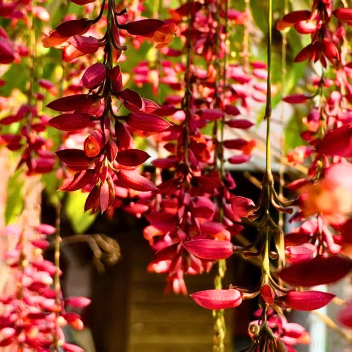 Bees Plant Hub Scarlet Clock Vine (Thunbergia cocinea) Rare All Time Flowering Live Plant