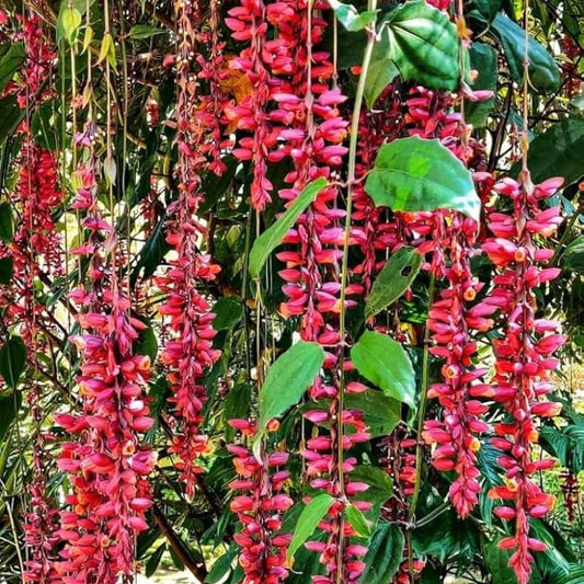 Bees Plant Hub Scarlet Clock Vine (Thunbergia cocinea) Rare All Time Flowering Live Plant