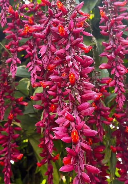 Bees Plant Hub Scarlet Clock Vine (Thunbergia cocinea) Rare All Time Flowering Live Plant