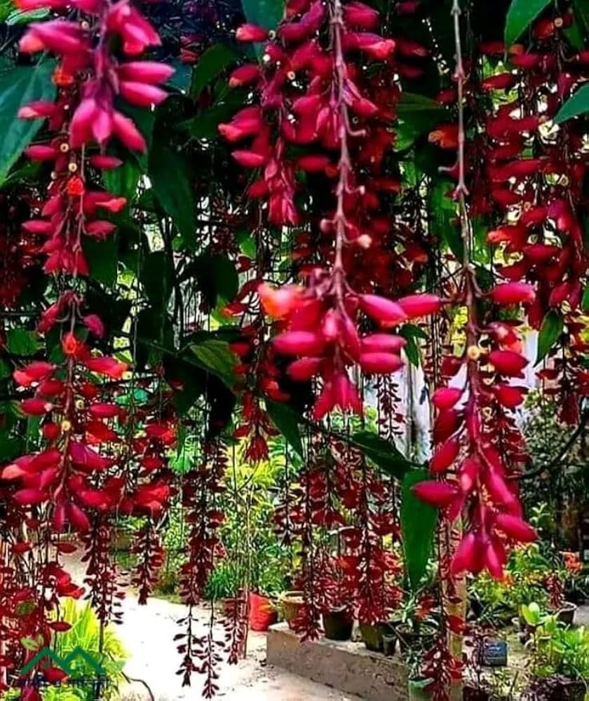 Bees Plant Hub Scarlet Clock Vine (Thunbergia cocinea) Rare All Time Flowering Live Plant