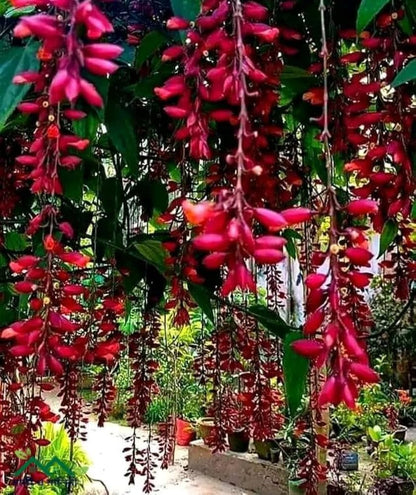 Bees Plant Hub Scarlet Clock Vine (Thunbergia cocinea) Rare All Time Flowering Live Plant