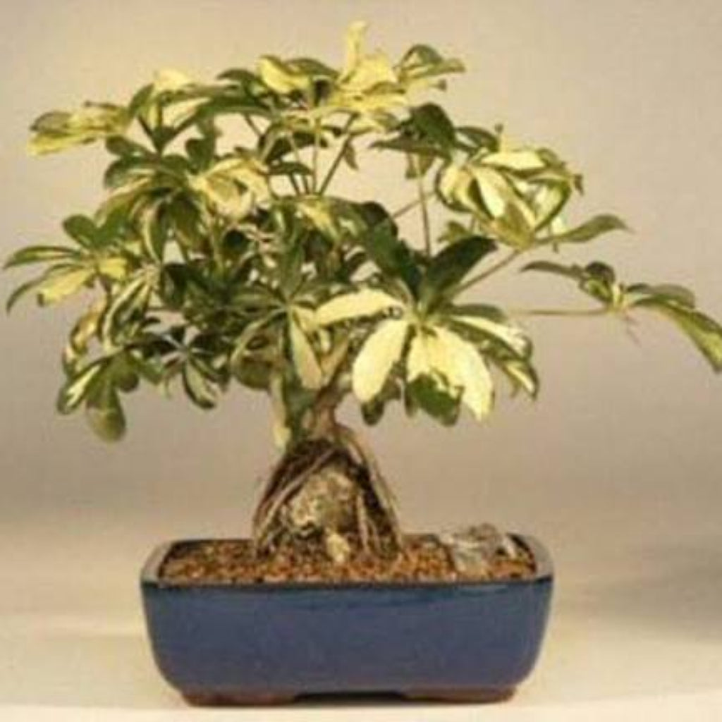 Bees Plant Hub Schefflera Variegated Bonsai Indoor Live Plant