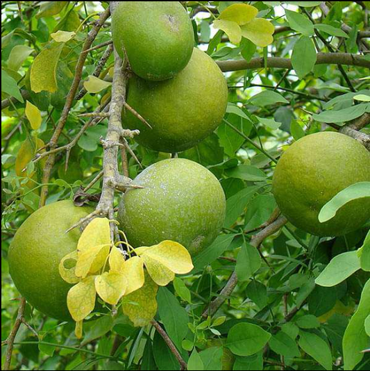 3 leaves (Trifoliate)  Vilvam/ Bilva (Aegle marmelos) Live Plant