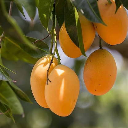 Alphonso Mango Bonsai Tree  Live Plant