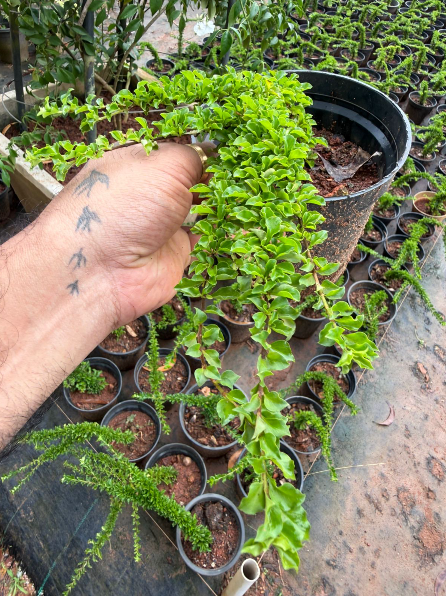 Sleeping Duranta Live Plant