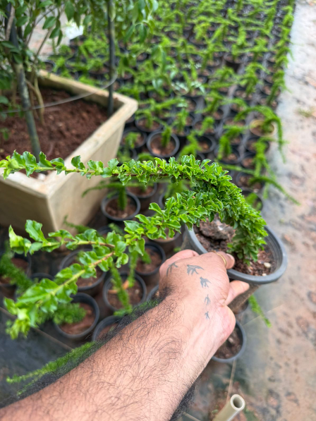 Sleeping Duranta Live Plant