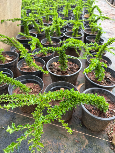 Sleeping Duranta Live Plant