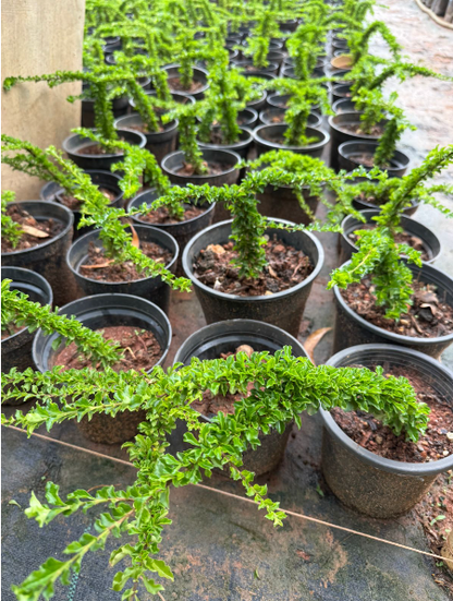 Sleeping Duranta Live Plant