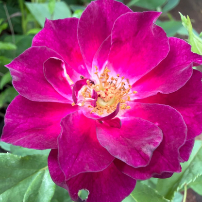 Purple Paneer Rose – Rare, Fragrant Rose Live plant.
