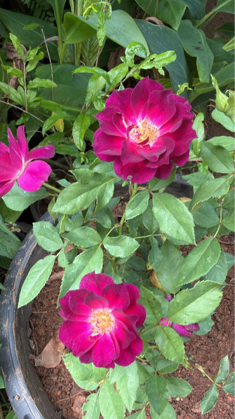 Purple Paneer Rose – Rare, Fragrant Rose Live plant.