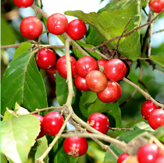 Lovi-Lovi / Batoko Plum Live Fruit Plant – Rare Exotic Tropical Fruit Tree