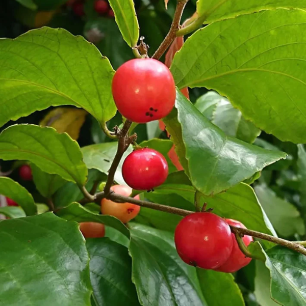 Lovi-Lovi / Batoko Plum Live Fruit Plant – Rare Exotic Tropical Fruit Tree