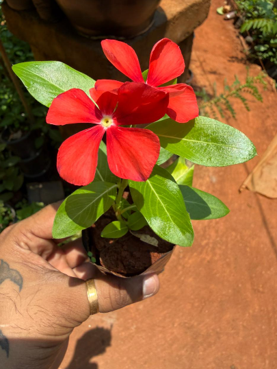 Red Hanging Vinca Plant – Beautiful Trailing Flowering Plant
