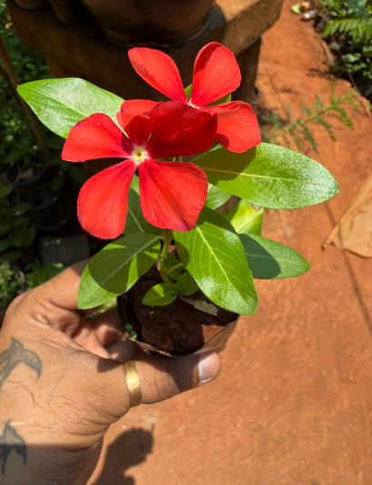 Red Hanging Vinca Plant – Beautiful Trailing Flowering Plant