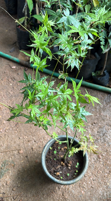 Maple Tree Rare Live Plant