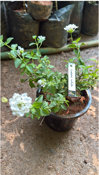 Lantana White (Shrub Verbena) All Time Flowering Live Plant